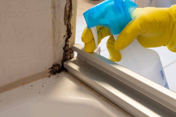 Best DIY Mold Remediation Support Services in Birchwood Lakes, PA