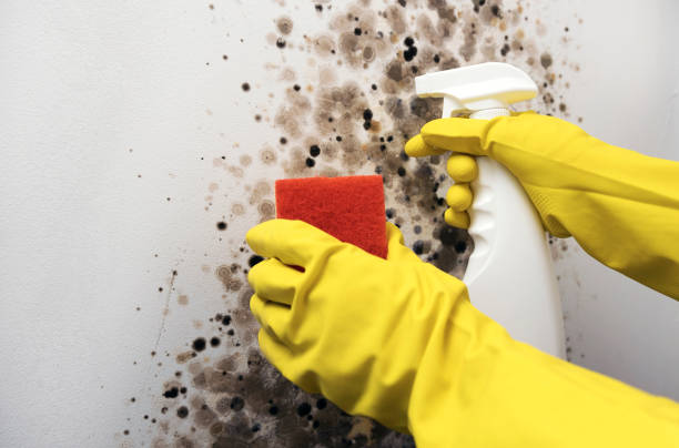 Best Bathroom Mold Remediation in Birchwood Lakes, PA